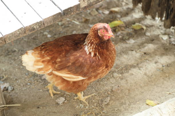 Kienyeji Hen Chicken